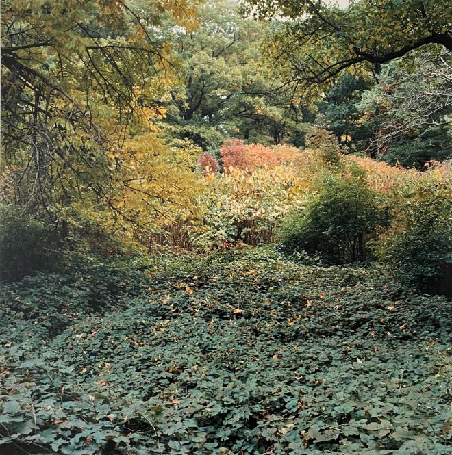 Jamaica Pond, August 1983 Emerald Necklace Series by David Akiba, at The Newbury Boston