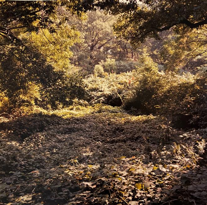 Jamaica Pond, September 1983 Emerald Necklace Series by David Akiba, at The Newbury Boston