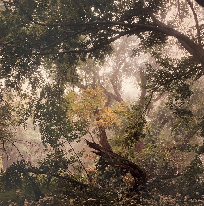 Jamaica Pond, September 1986 Emerald Necklace Series by David Akiba, at The Newbury Boston