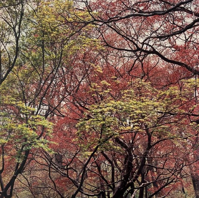 Arnold Arboretum May 1992 Emerald Necklace Series by David Akiba at The Newbury Boston