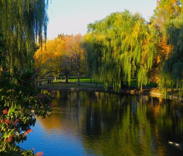 The Public Garden in Boston, in the fall